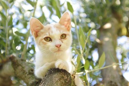 オリーブの木に登る猫