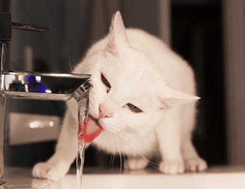 水を飲む白い猫