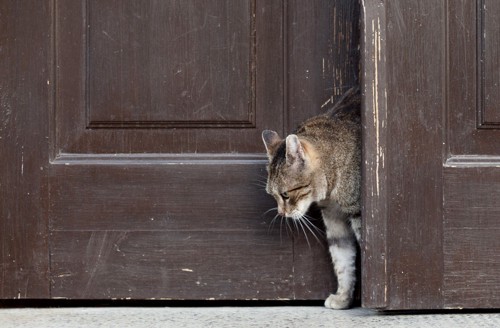 茶色いドアから出てきた猫