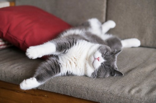 ソファの上で爆睡中の猫