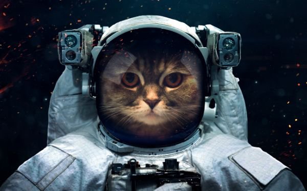 宇宙にいるように見える猫
