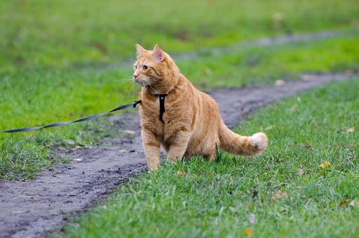 首輪を繋がれ散歩している猫