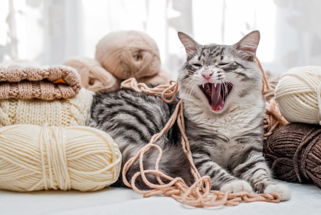 猫と毛糸