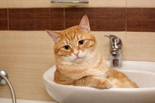 洗面台に腰掛ける茶猫
