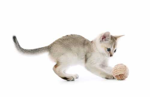 毛糸で遊ぶシンガプーラの子猫