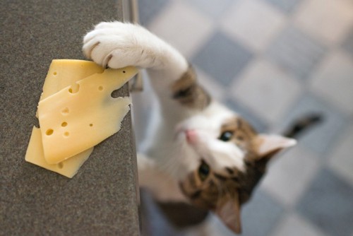 チーズを取る猫