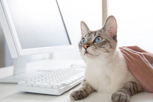 パソコンの前に座っている猫