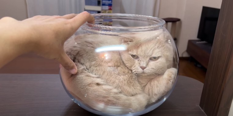 金魚鉢と猫と手