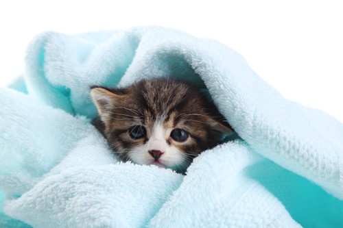 青いタオルに包まれた子猫