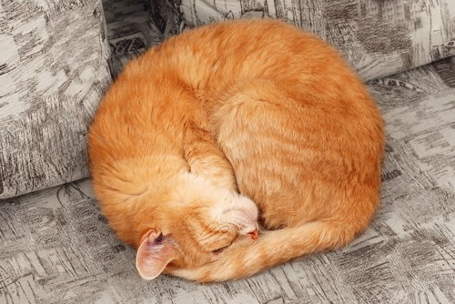 丸まって眠る茶トラ猫