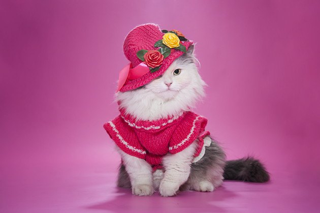 ピンクの服と帽子をかぶった猫