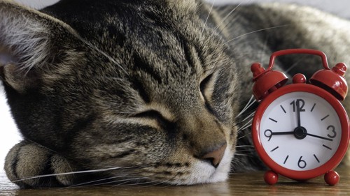 寝ている猫の横顔と目覚まし時計