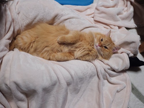 毛布をかけた人間の足の間で仰向けになる猫