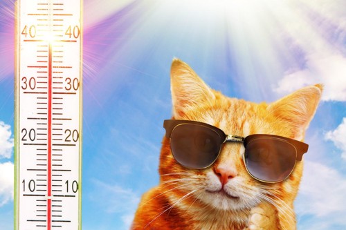 猫と温度計