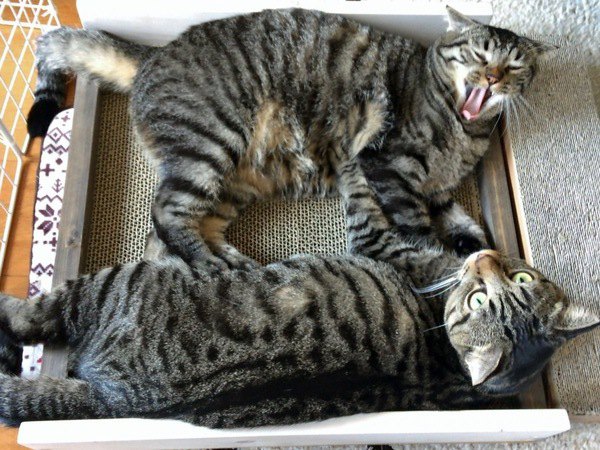 爪とぎの上で寝ている2匹の猫