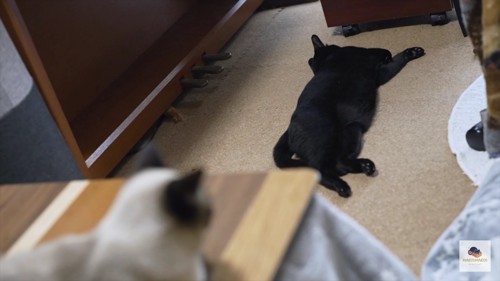 床で伸びている黒猫