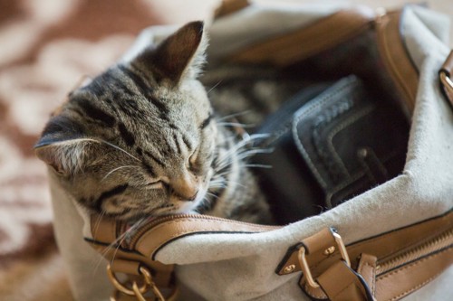 手提げの中でで寝る猫
