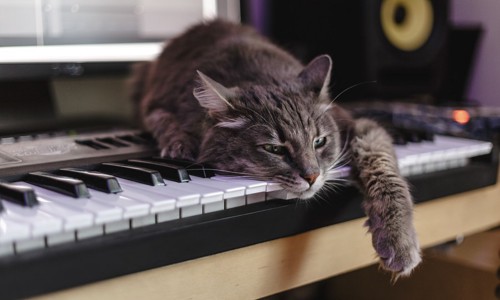 猫とピアノの写真