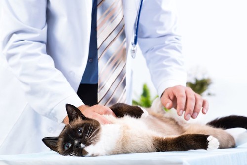 横になって獣医師に診察されている猫