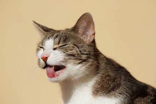 目をつむって舌を出す猫