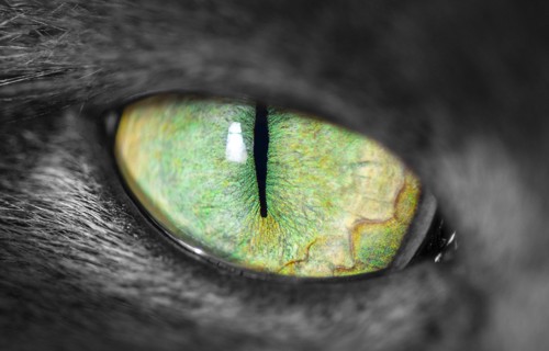 猫の目