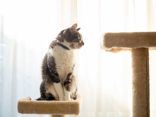 キャットタワーに座っている猫