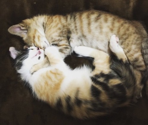 寄り添って眠る姉妹猫
