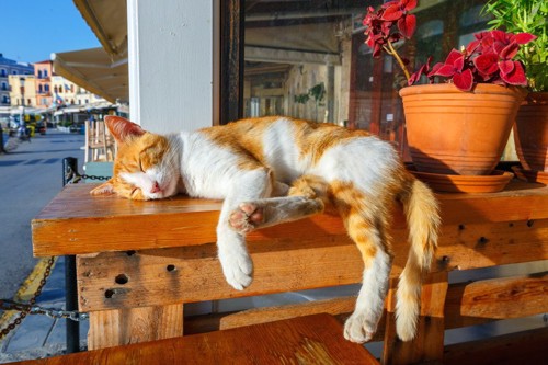 棚の上で寝る茶白の猫