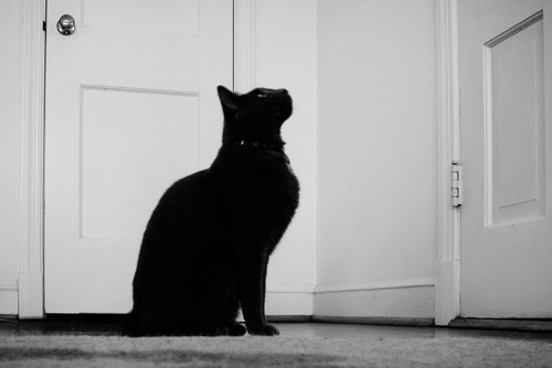 ドアの前で上を向く黒猫