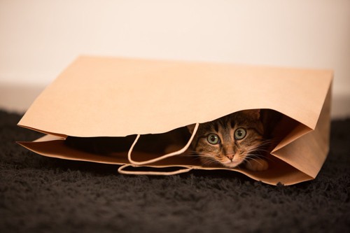 紙袋に隠れている猫