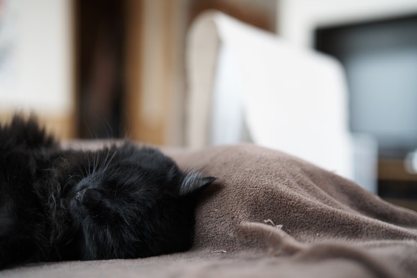 寝る黒猫