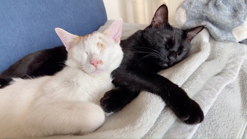 寝ている茶白と黒猫