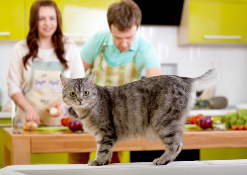 キッチンの猫