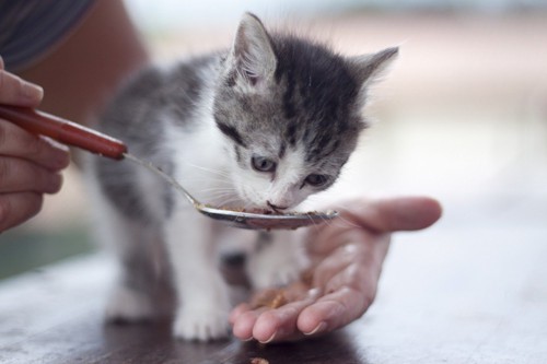スプーンから食べる子猫