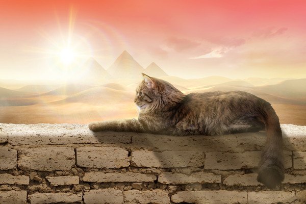 ピラミッドが見える背景の猫