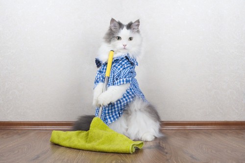 掃除する猫