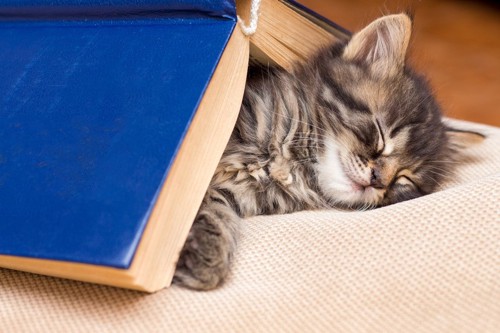 本の下で眠る猫