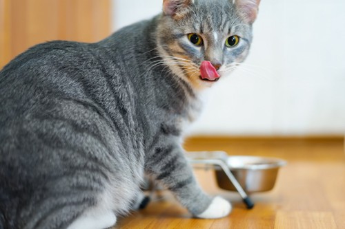 ご飯を食べて満足げな猫