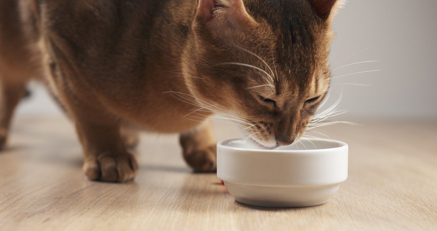 陶器製の食器で食べる猫