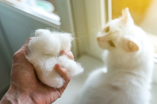 白猫と大量の抜け毛