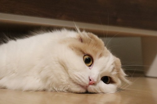 床の上で目を開けて横になっている猫
