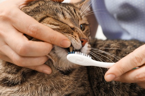 歯磨きを嫌がる猫