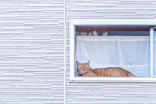 窓から外を見つめる猫