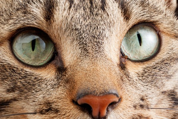 猫の眼