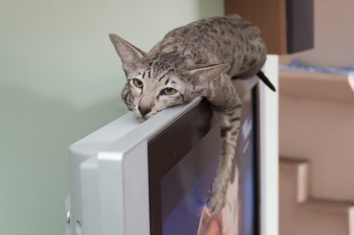 TVの上で寛ぐ猫