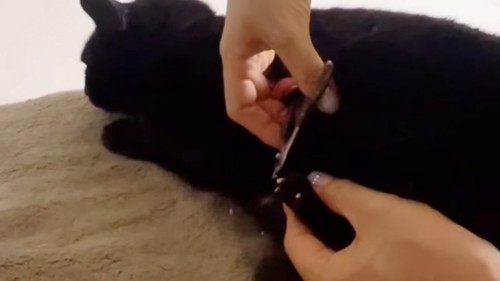 爪切りされる猫