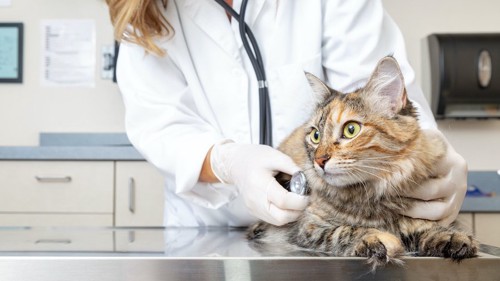 病院で獣医師の診察を受ける猫