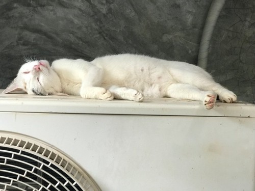 エアコン室外機の上で寝る猫