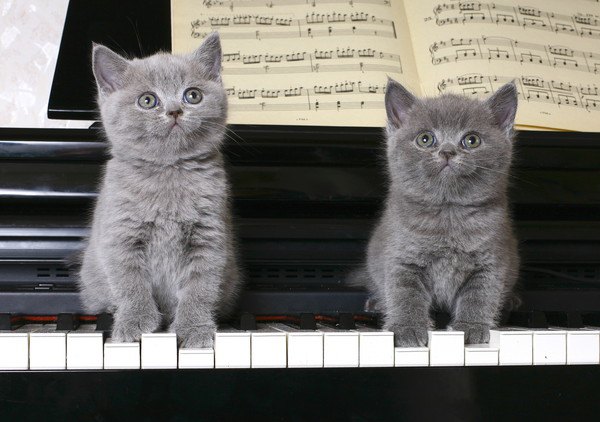 鍵盤の上に乗る子猫たち