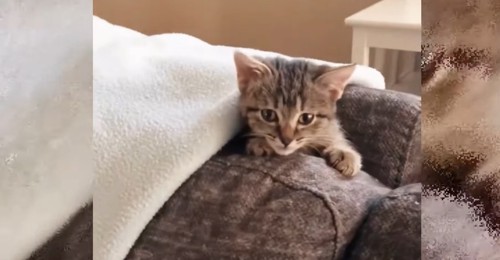 ソファの上にキジトラの子猫